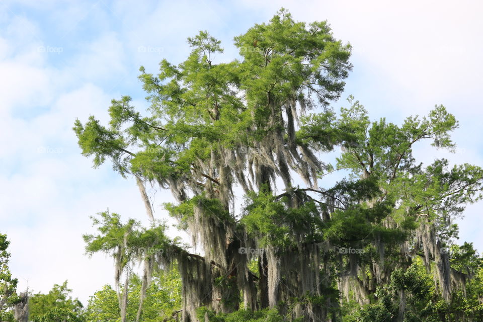 Mossy Tree