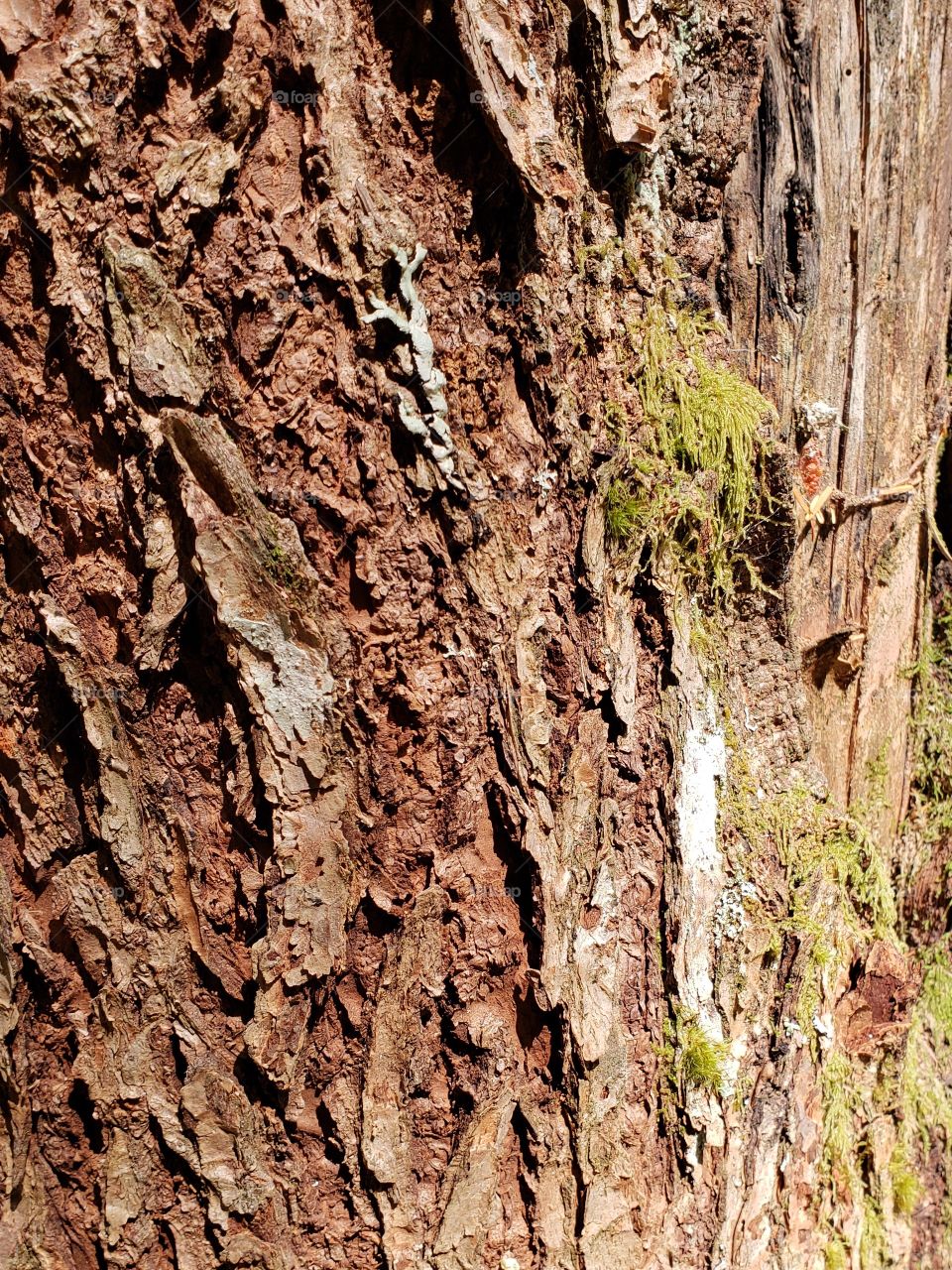 Closeup texture of bark and wood on a large tree in the forest 