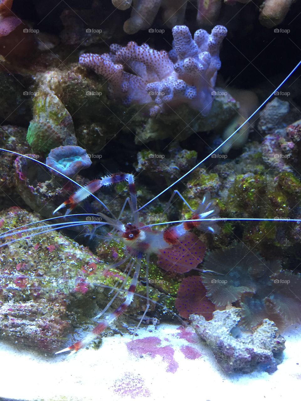 Shrimp. Coral banded shrimp 