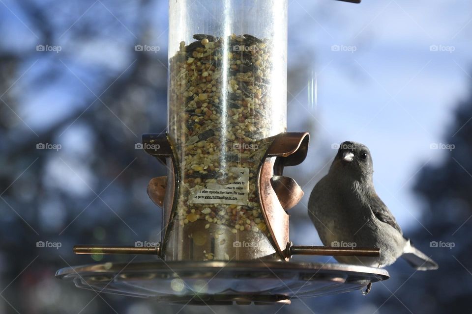 Macro photo of bird observing 
