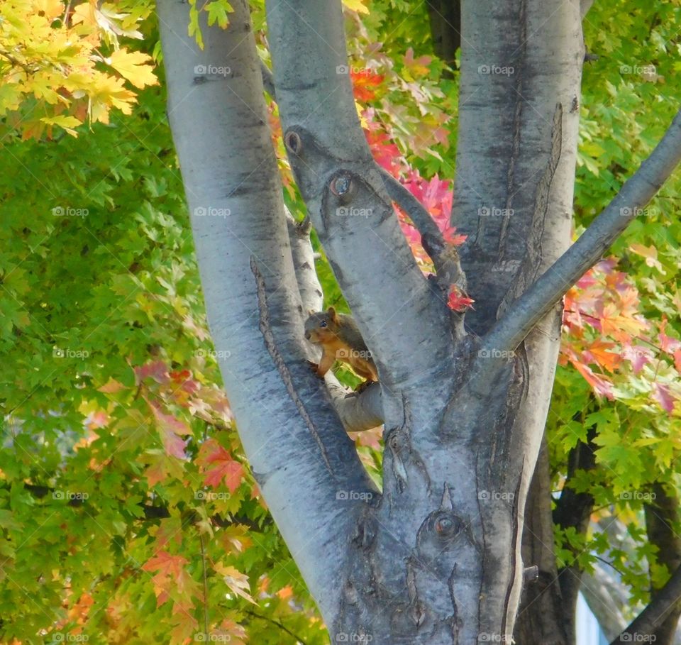 Squirrel in a fall tree
