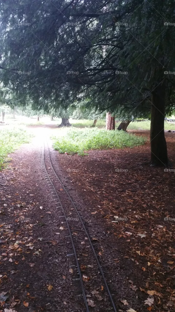 Road, Guidance, No Person, Track, Tree