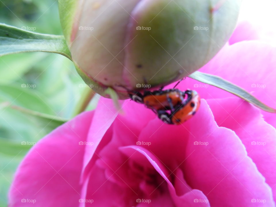 wow that flower is pretty!