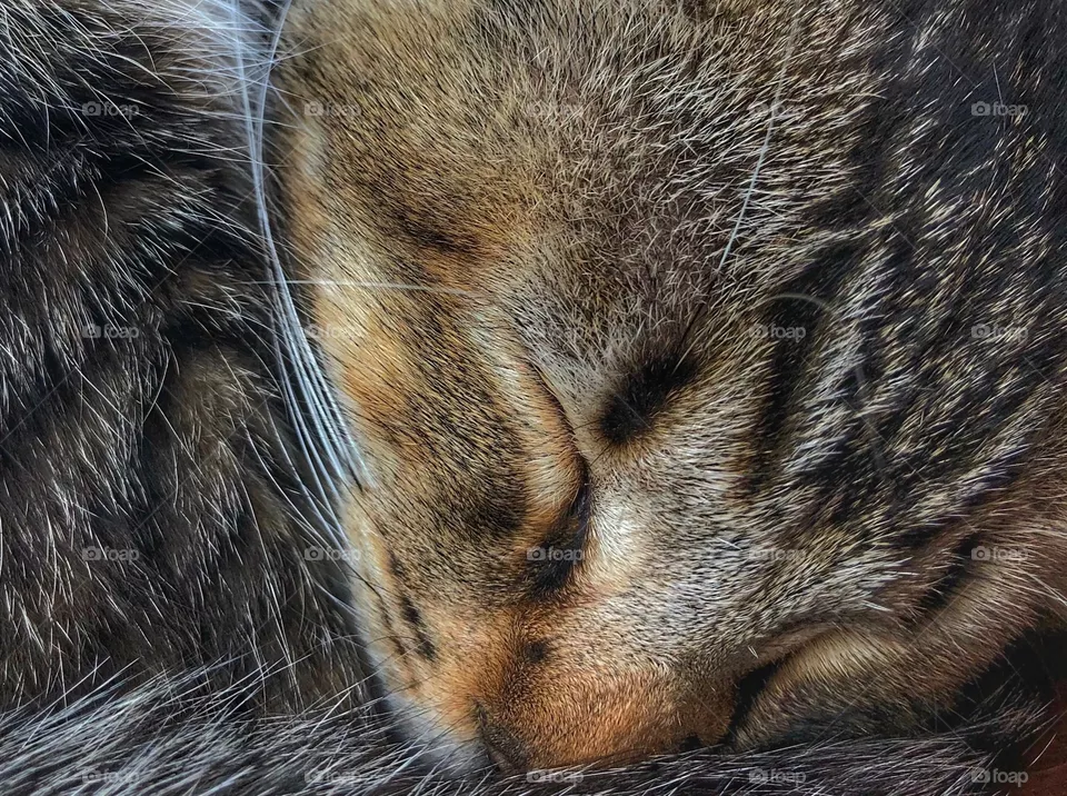 Cat Nap