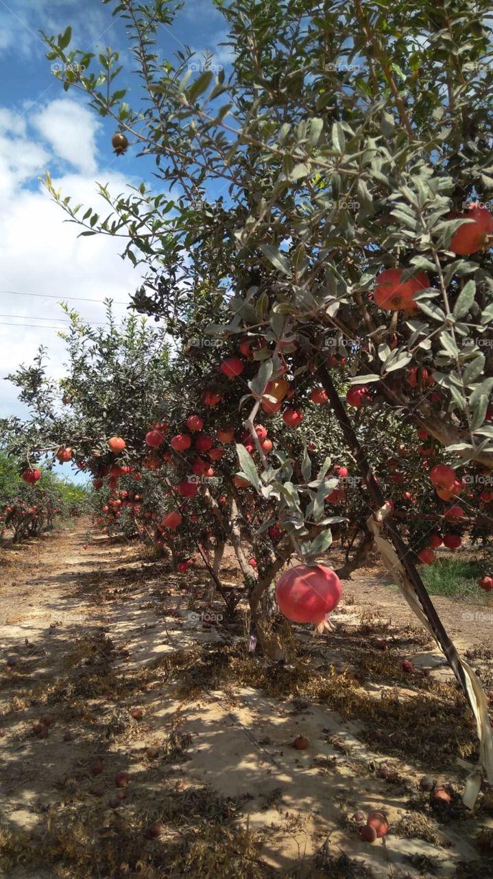 Pomegranate plantation