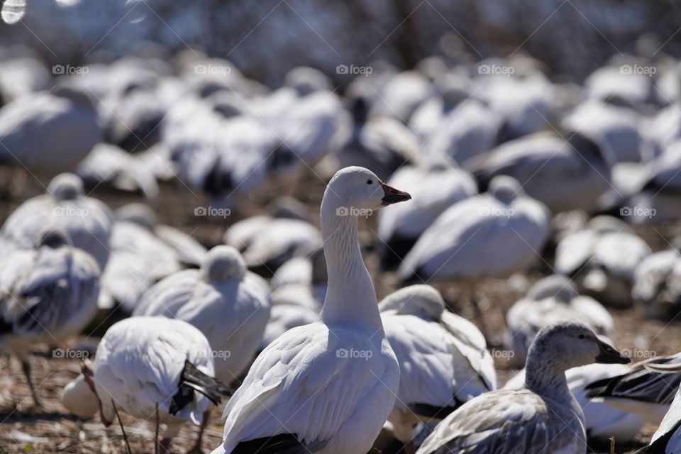 snow geese