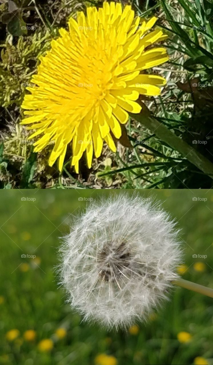 stages of a dandelion