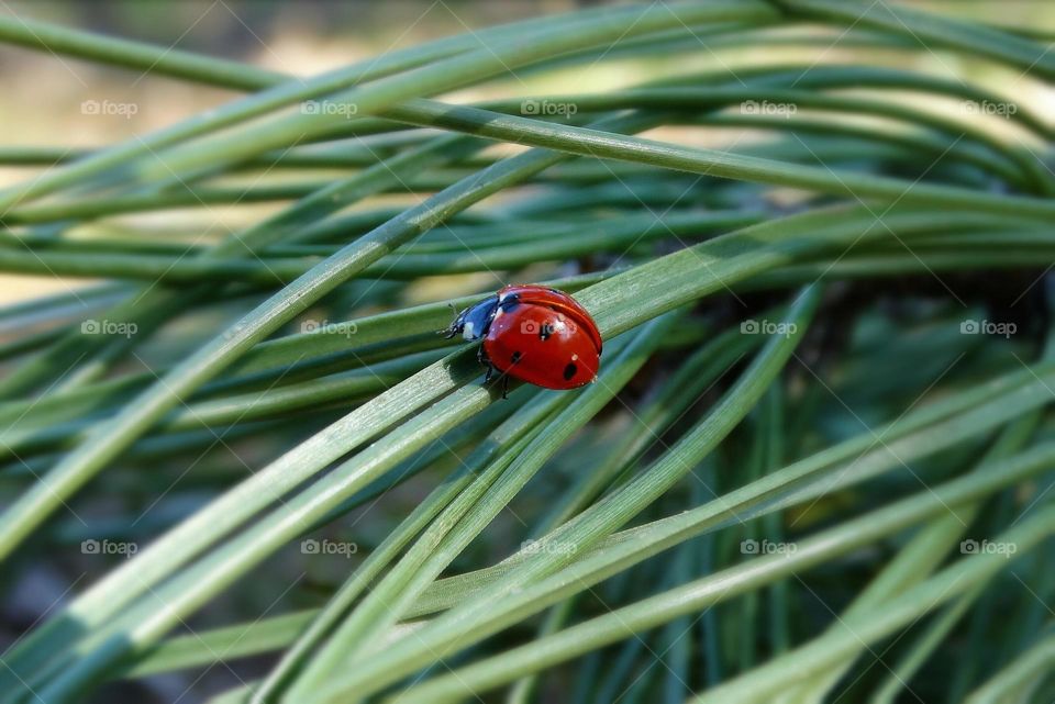 Ladybug