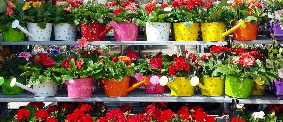 Flowers. Polka Dot Watering Cans