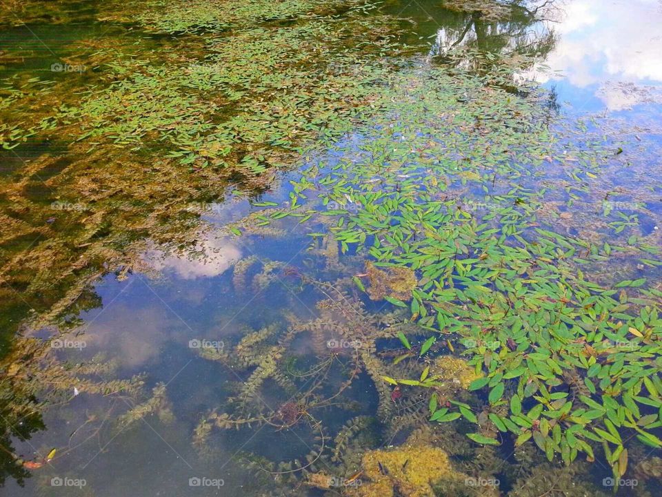 Pond Life