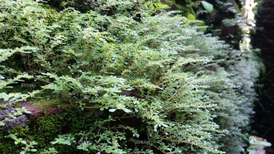 plants that grow on the wall