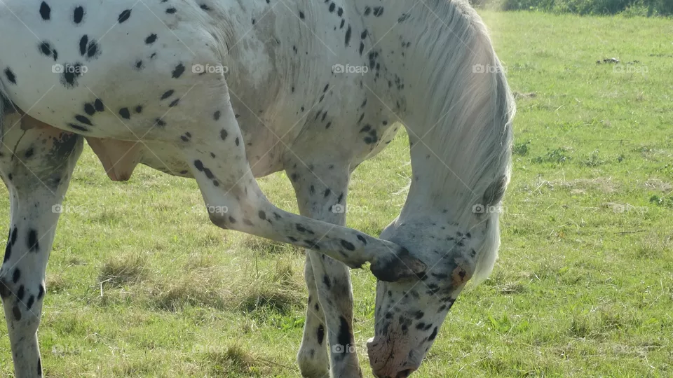 horse is itchy his head