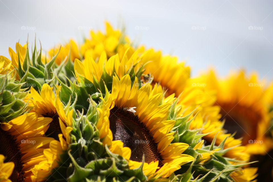 Fly on the sunflower