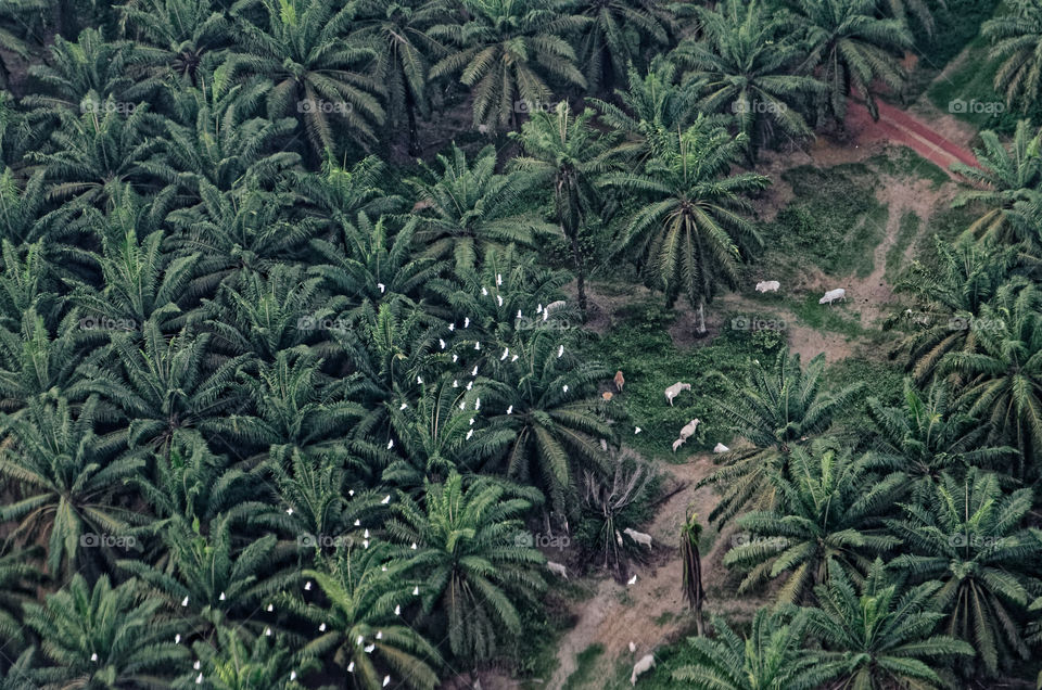Goats and cattle graze between oil palm trees as birds fly overhead 