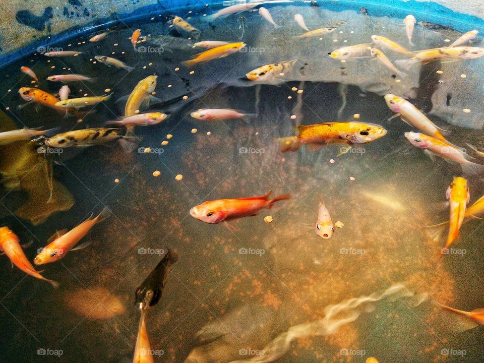 The fish are being fed pellets