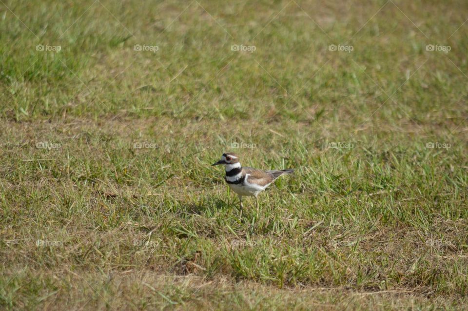 tern