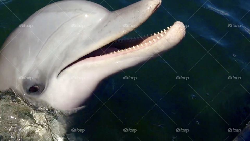 Dolphin closeup head face in ocean 