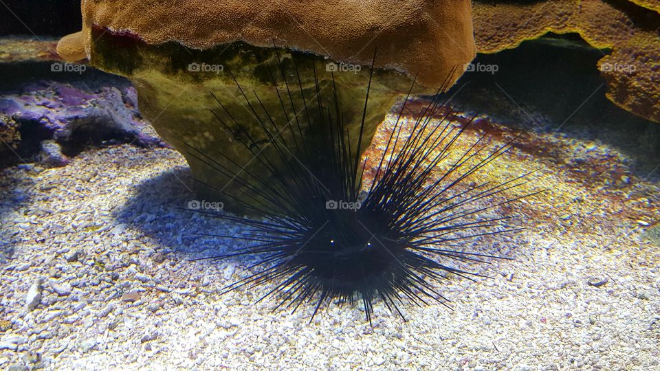 Musée Océanographique de Monaco