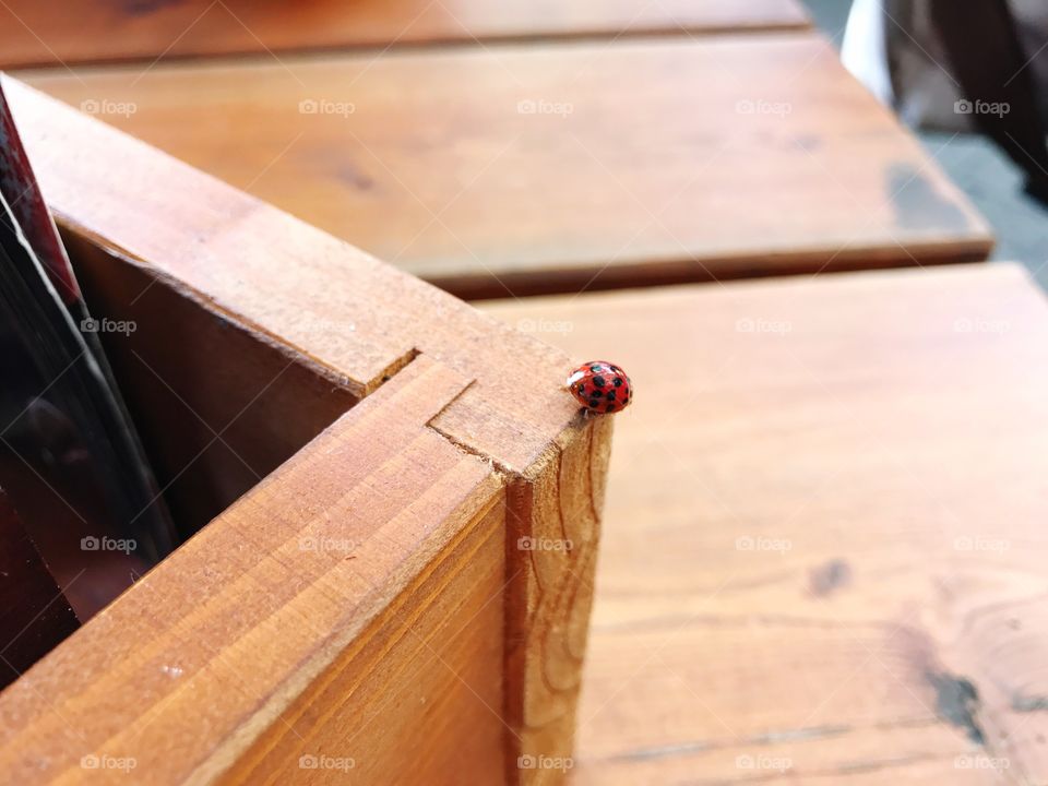 Ein Marienkäfer schaut von der Ecke hinab.