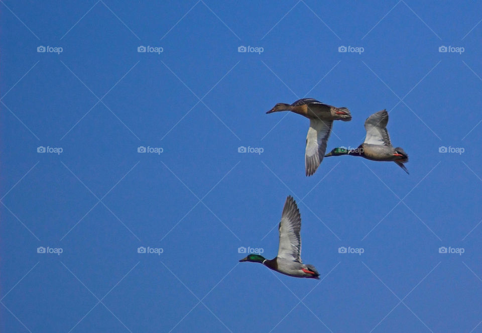 flying mallards