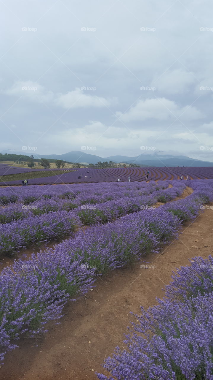 Lavender field