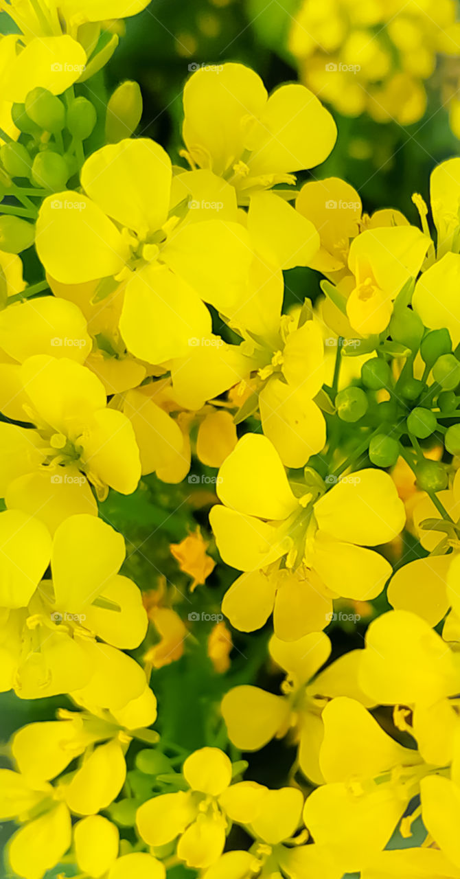 An Image of Mustard Flower