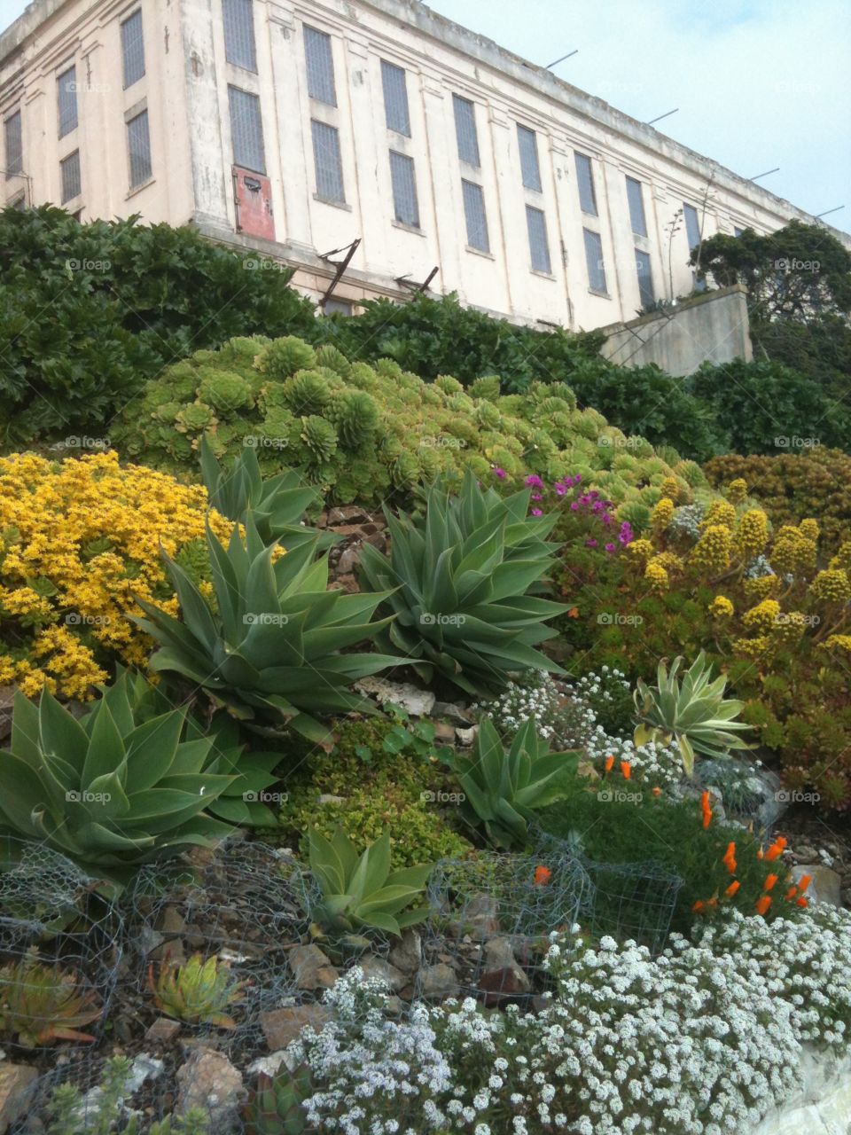 Garden on Alcatraz Island