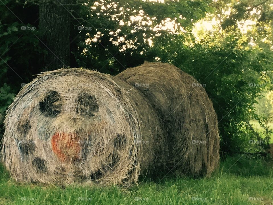 Happy Hay