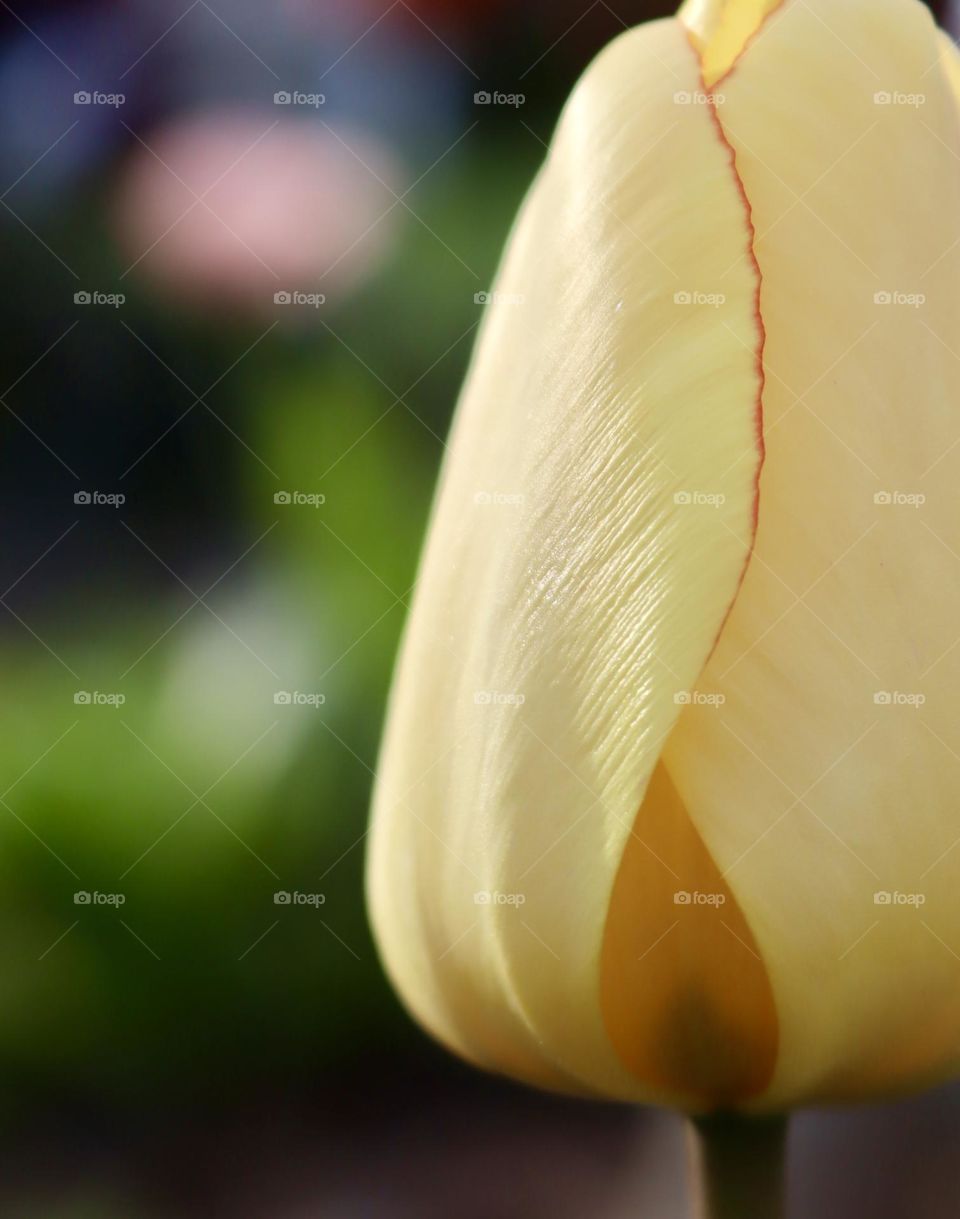 The contours of a yellow tulip are illuminated in the late sun of a spring evening