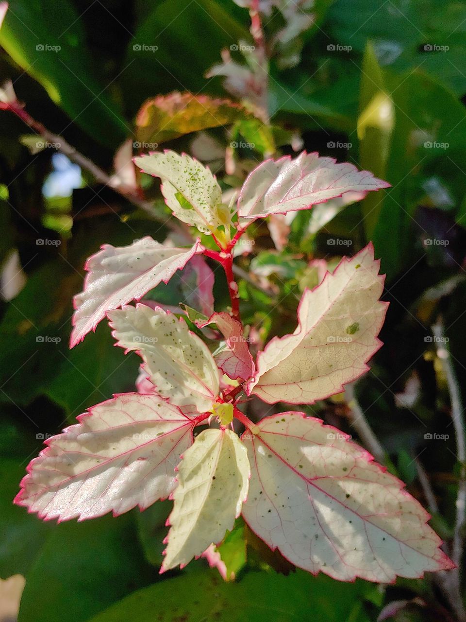 garden plants captured