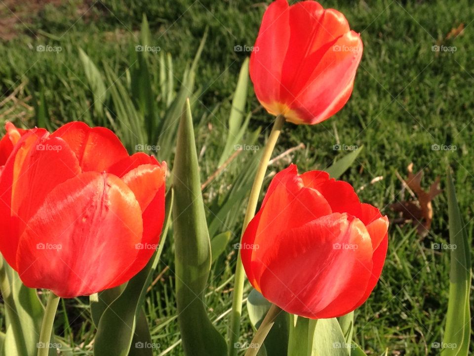 It's finally spring!. Three tulips finally show themselves after a long, cold winter. 