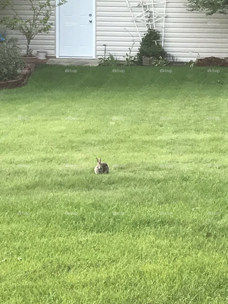 Candid of rabbit in grandma's backyard.