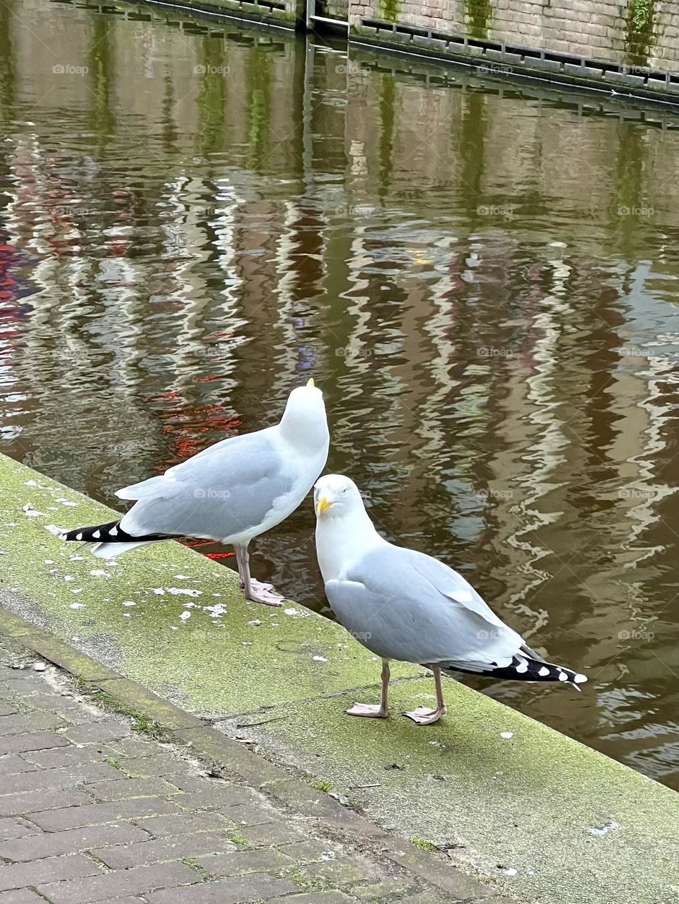 Photo of two white seagulls sitting on a concrete surface near the water. The seagulls look peaceful, enjoying the tranquility of nature.