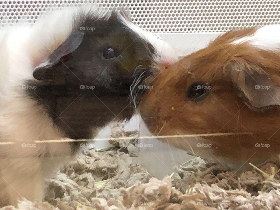 Cute guinea pigs in a pet shop
