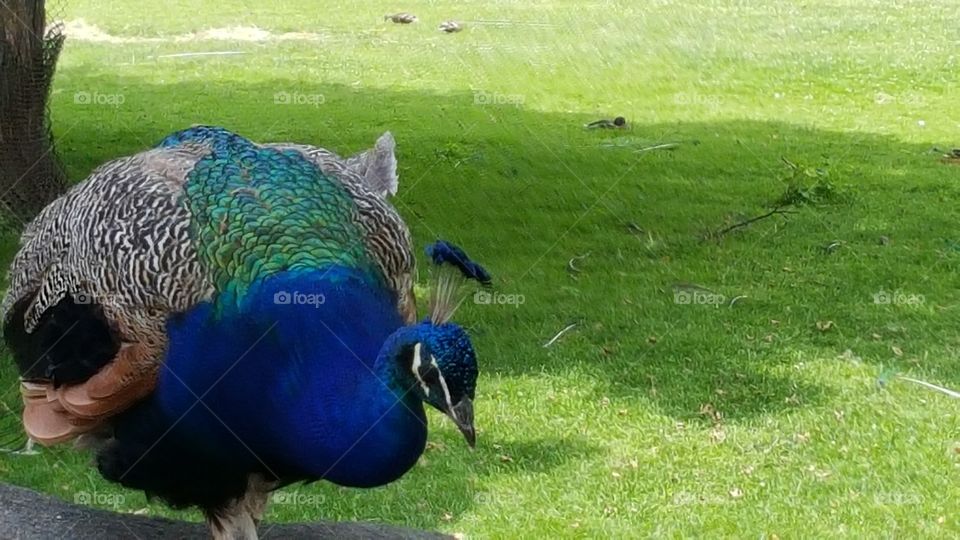 Peacock walking. Visit to the Detroit Zoo.