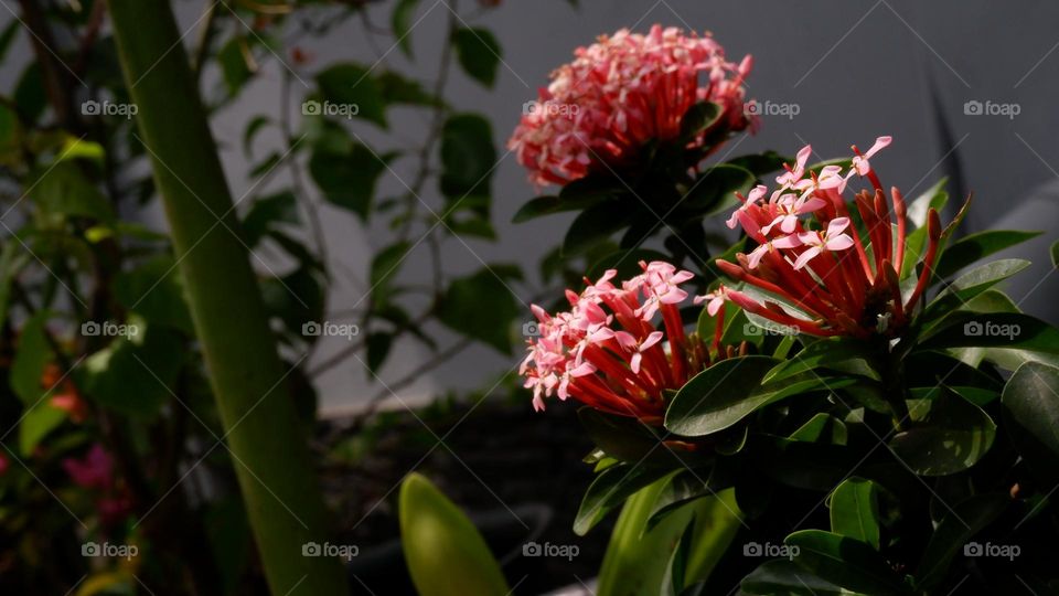 Ixora chinensis, commonly known as Chinese ixora, is a species of plant of the genus Ixora