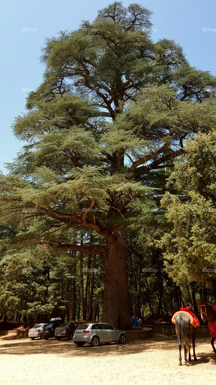 The mother tree of Arzgoro. 750 years old this huge tree is located in the middle of the forest of Arzgoro a few kilometres away of ifran - Morocco