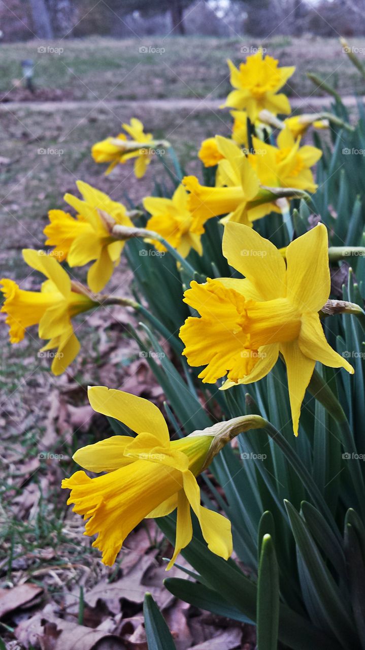 Daffodils