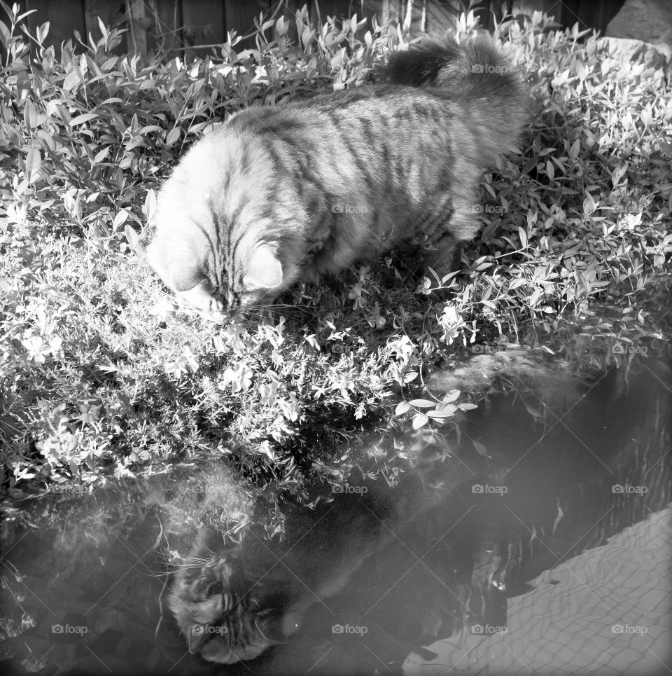 Black and white shot of a cat looking at his own reflection in a pond.