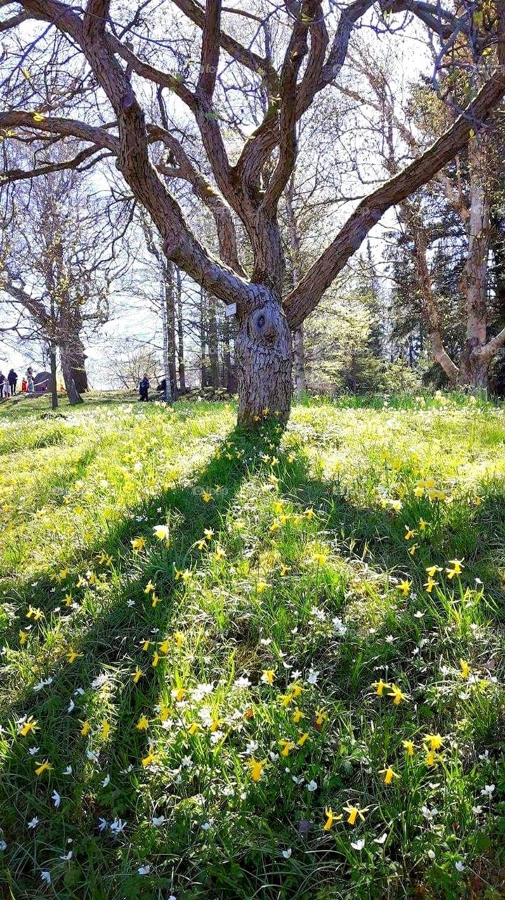 Tree, White anemones and daffodils in the grass in bothanical garden