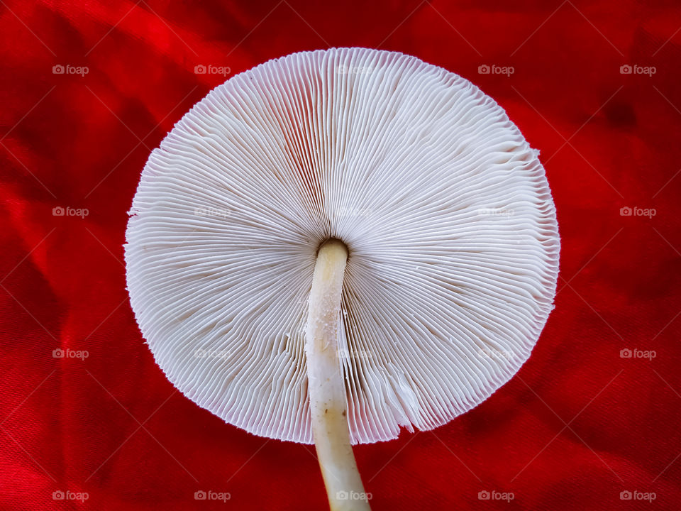 Psilocybe cubensis mushroom isolated on red background