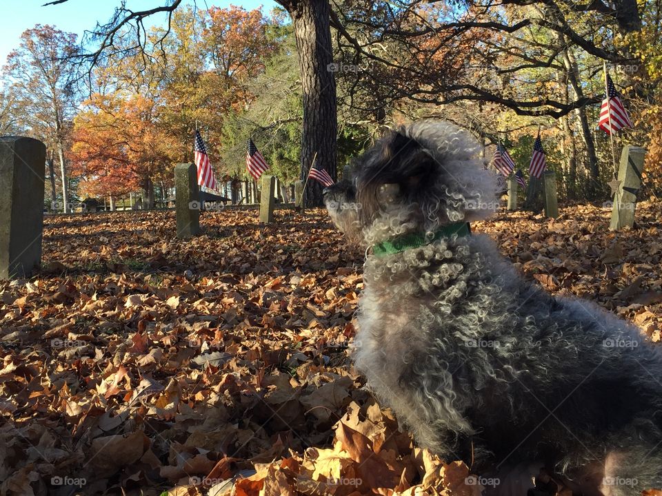 Brutus in the Fall Leaves