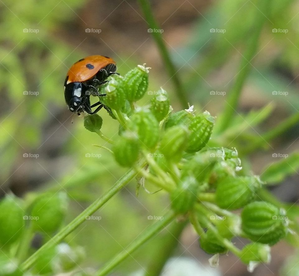 Ladybug on a plant