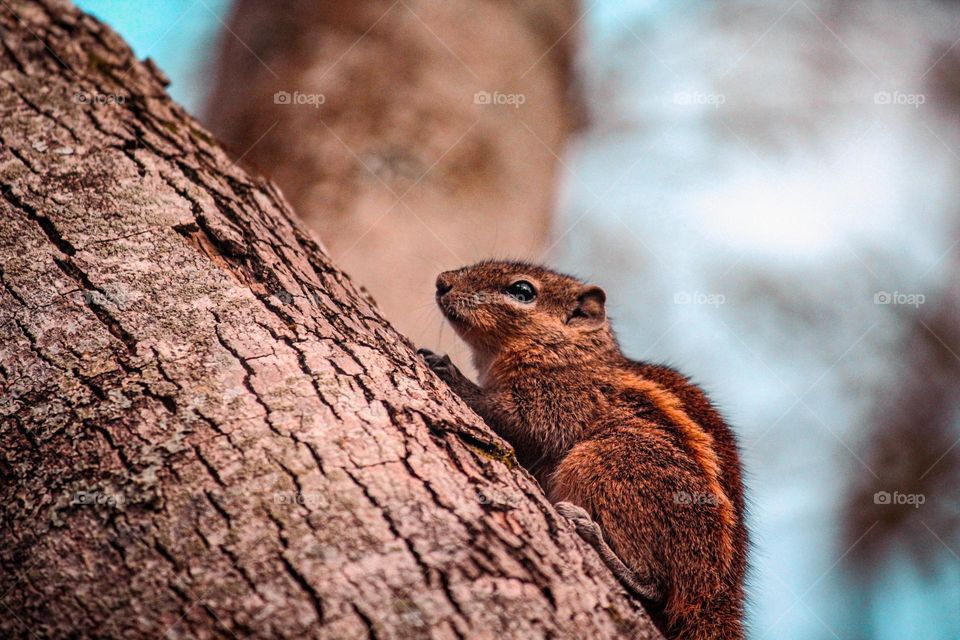 A squirrel is just a rat with a cuter outfit! 