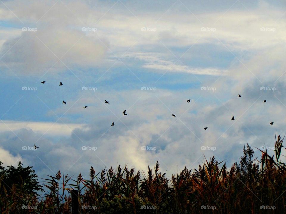 Birds flying in sky