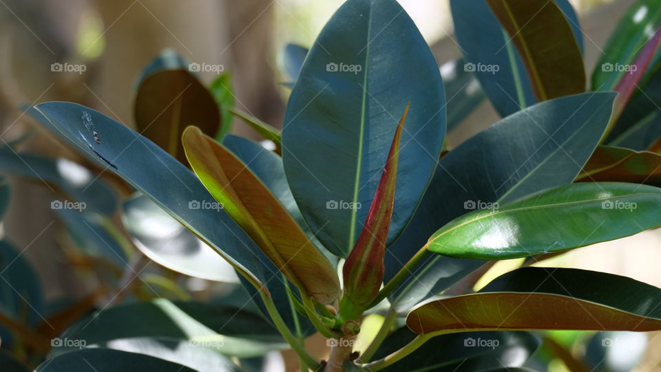 Tropical plant, rubber plant