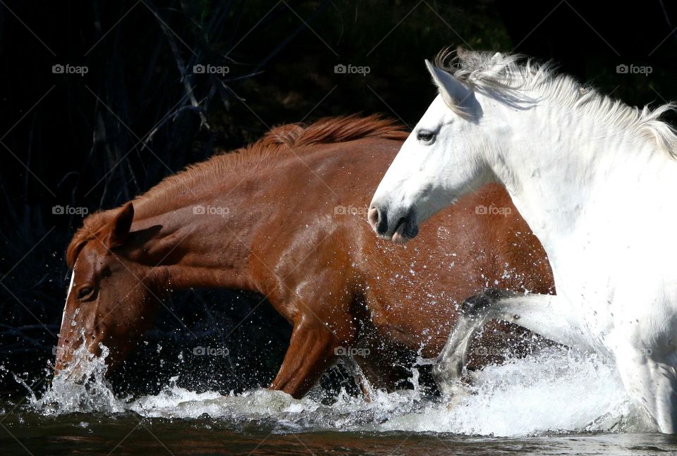 Wild Horses in the River
