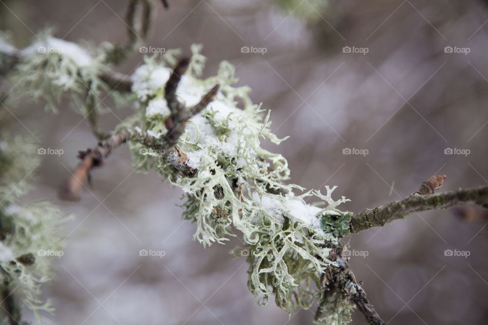 Tree, Branch, Nature, Winter, Frost