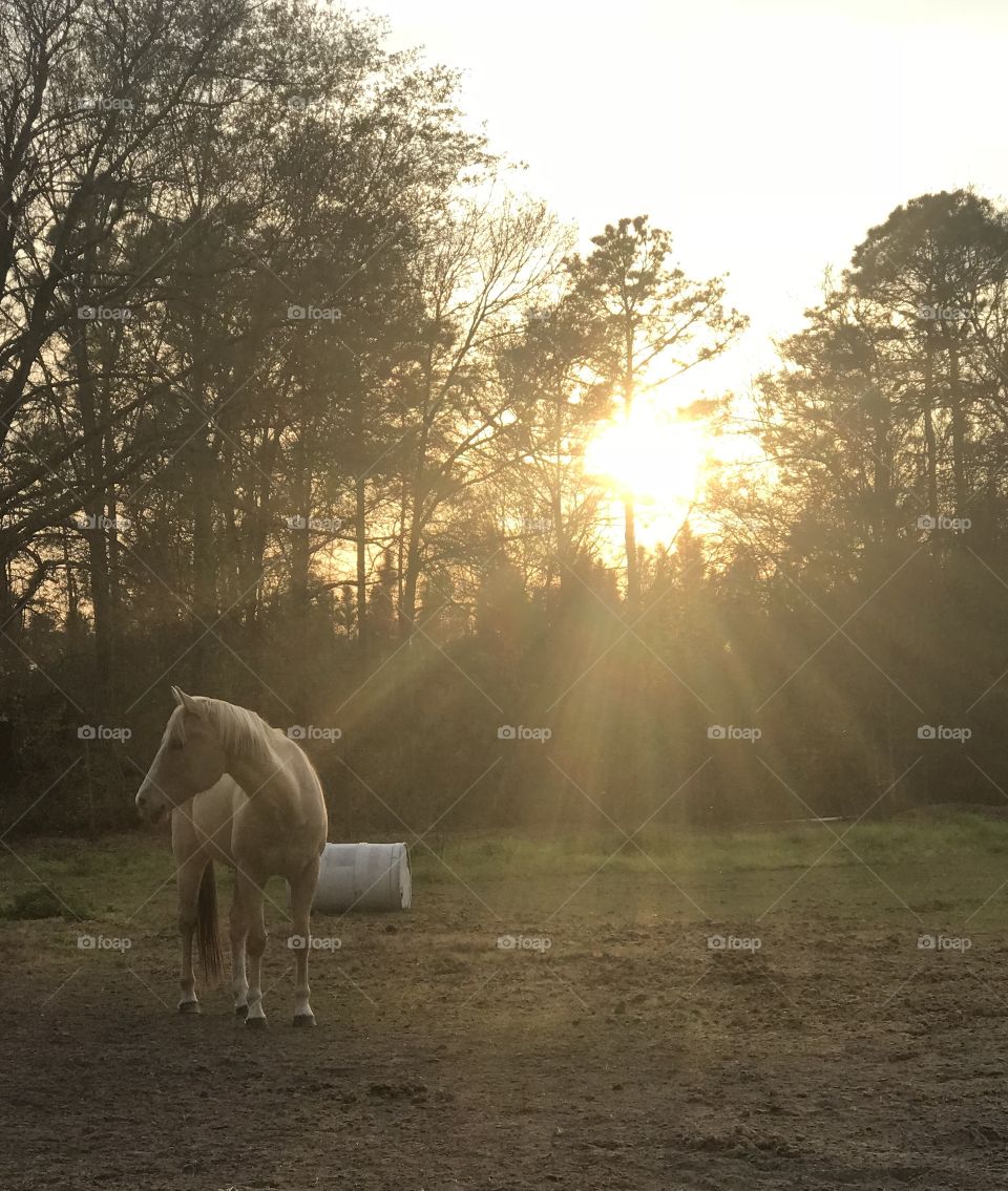 Wrangler standing beautifully in the sunset