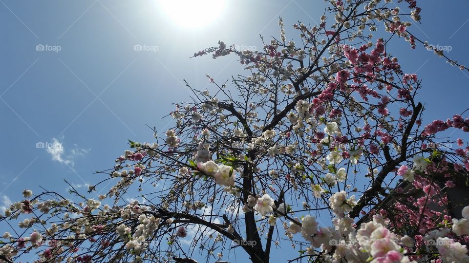 Cherry tree